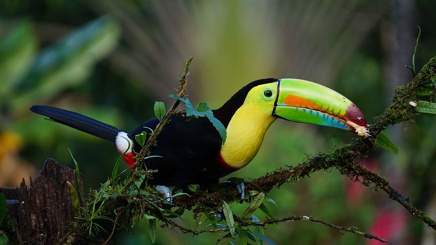 Rainforests of Latin America