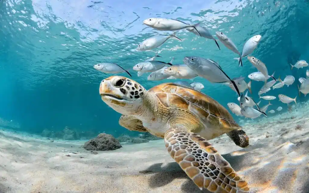 Schildkrötenprojekt 2026 Costa Rica